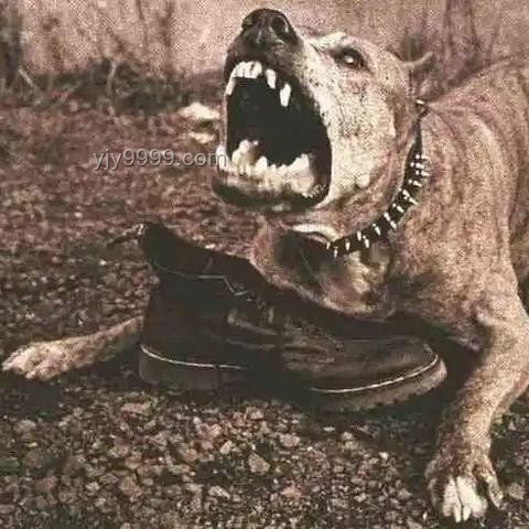 7岁男童遭恶犬撕咬：儿童防犬攻略